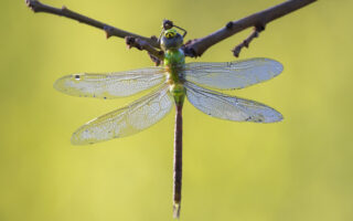 MigratingDragonflies_9-22-23