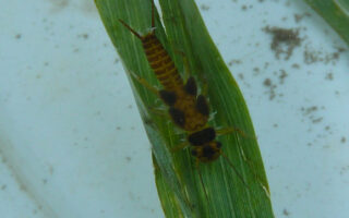 Stoneflies2023_8-25-23