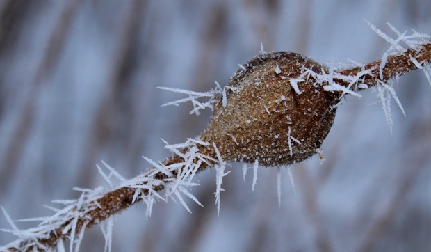 Goldenrod Galls 2023 Part One 12-1-23