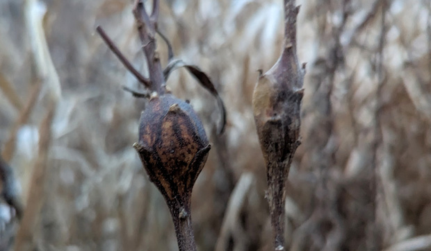 Goldenrod Galls 2023 Part Two 12-8-23
