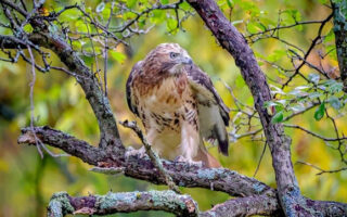 Icarus Release 10-13-23