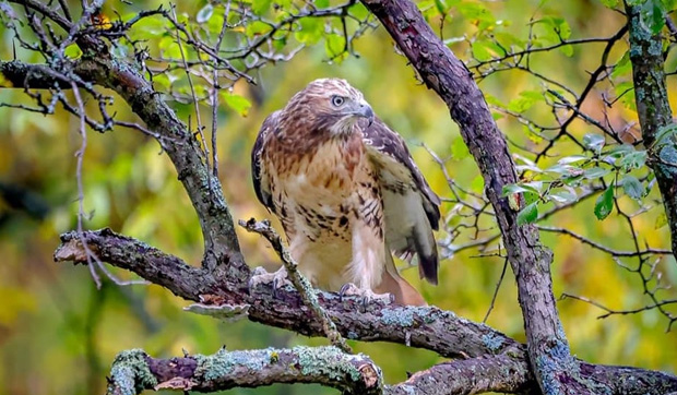 Icarus Release 10-13-23