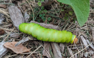 Polyphemus Caterpillar 10-20-23