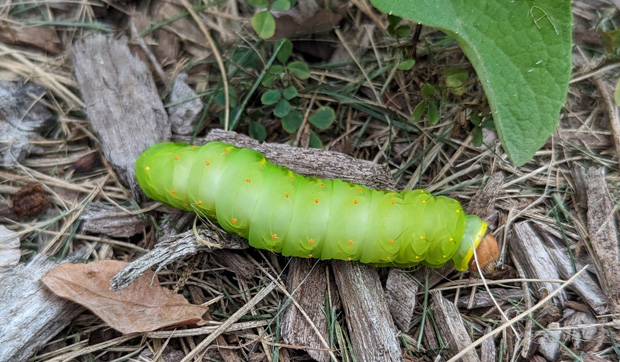 Polyphemus Caterpillar 10-20-23