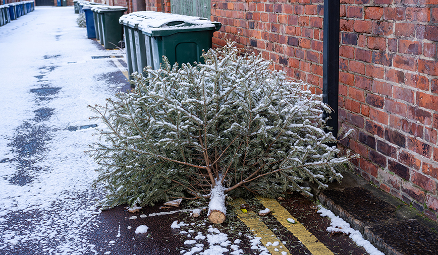 Treecycling