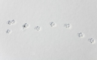 Coyote Fox Dog Tracks