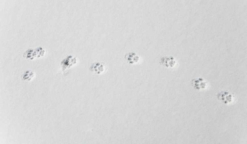 Coyote Fox Dog Tracks