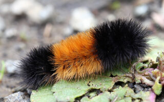 Wooly Bears Wooly Bears