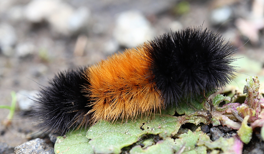 Wooly Bears