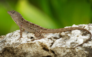 Anole Anole