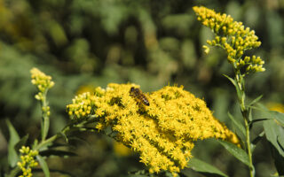 Goldenrod N Honey