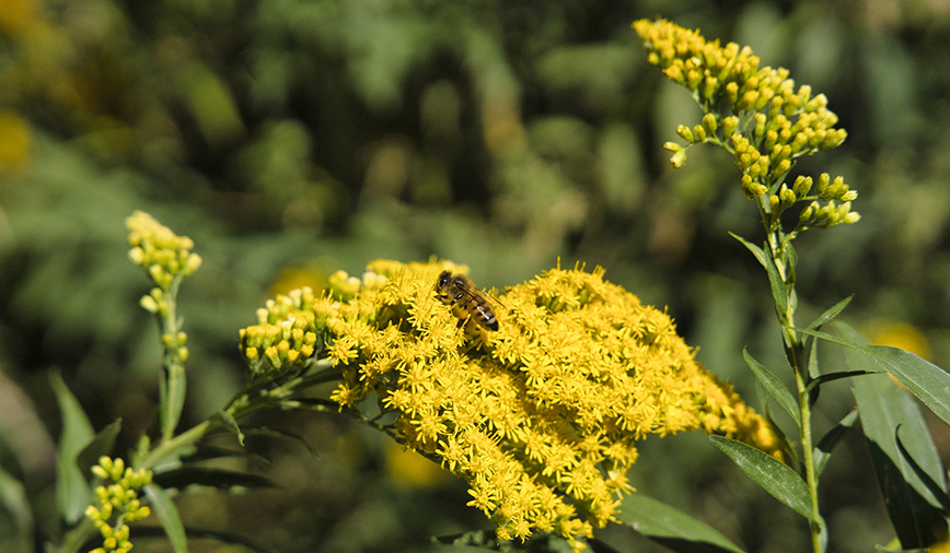 Goldenrod N Honey