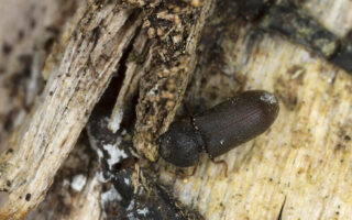 Woodpecker Follow Up