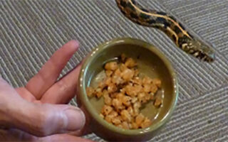 Gertrude Garter Snake