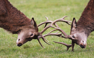 Monster Bucks Monster Bucks