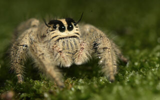 Jumping Spiders Jumping Spiders