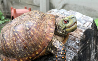 Artie-at-Thanksgiving Artie-at-Thanksgiving
