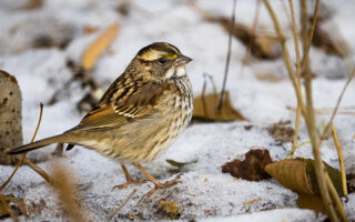 White Throated Sparrow White Throated Sparrow