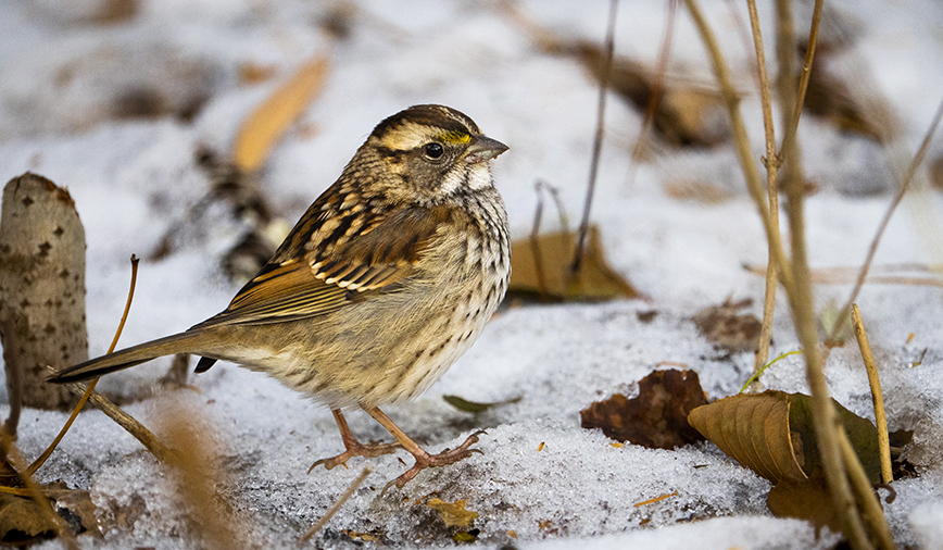 White Throated Sparrow