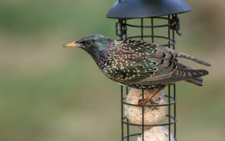 Starling