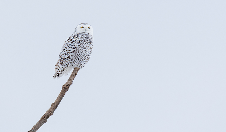 Snowy Owl