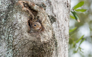 Tree Cavities
