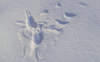 Bird Tracks
