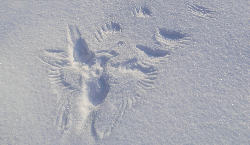 Bird Tracks