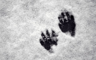 Raccoon Opposum Skunk Tracks