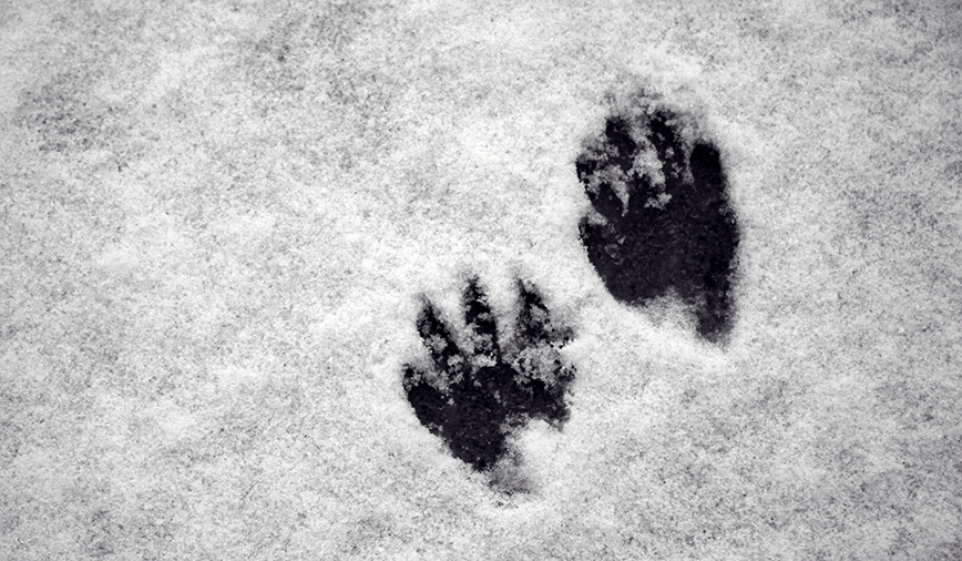 Raccoon Opposum Skunk Tracks