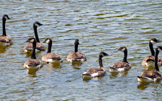 Canada Geese