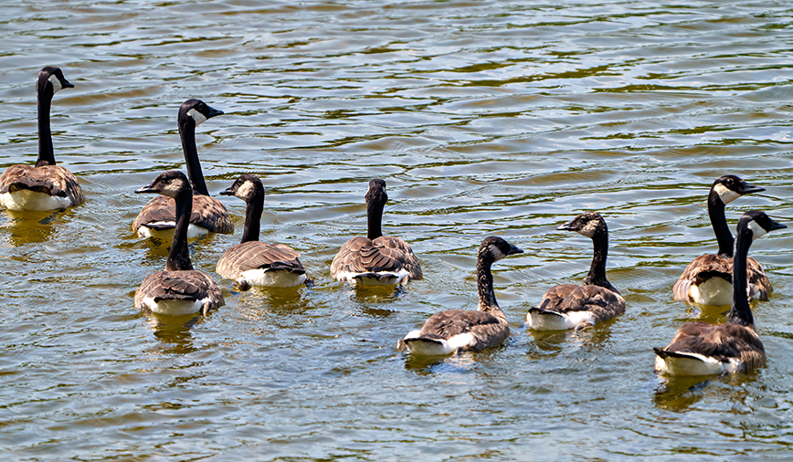 Canada Geese