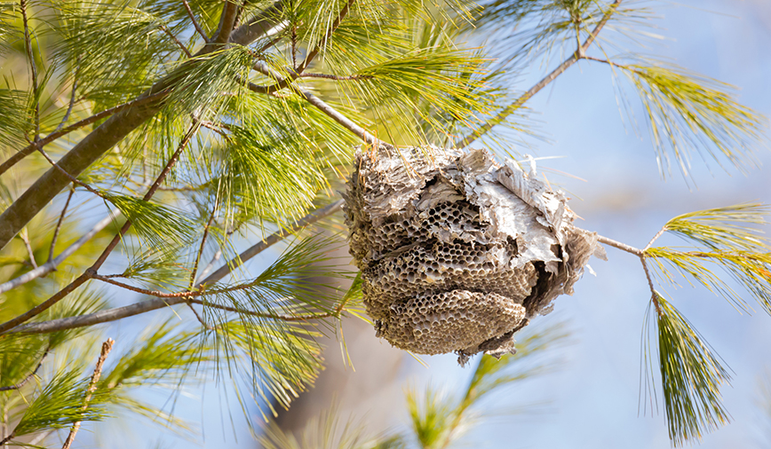 Recycling Nature