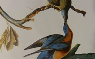 Passenger Pigeon-Lyme Disease