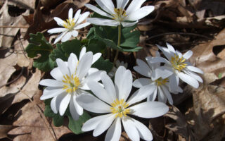 Bloodroot