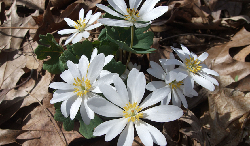 Bloodroot