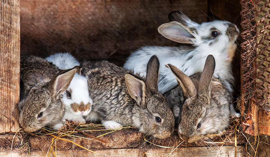 Bunnies