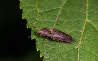 Click Beetle
