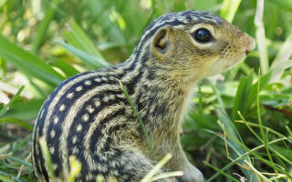 Lined Ground Squirrels Lined Ground Squirrels