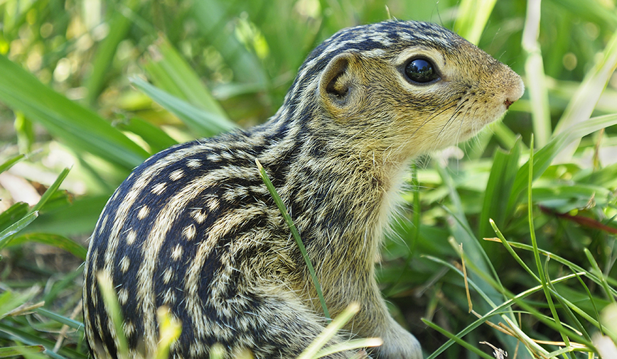 Lined Ground Squirrels