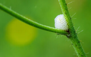 Spittle Bugs Spittle Bugs