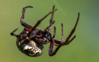 Furrow Spider Furrow Spider