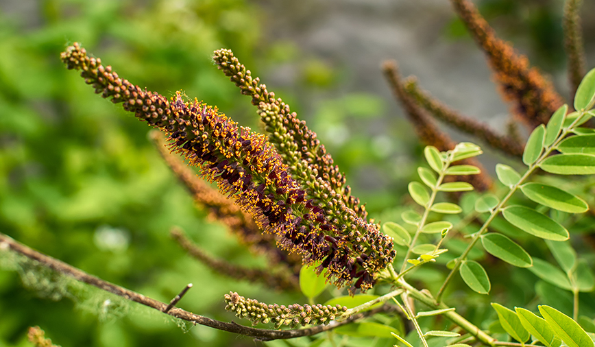 Indigo Pollinators