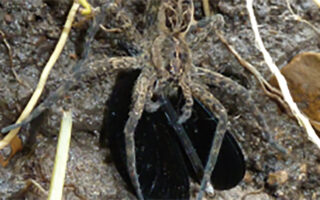 6-25-15 FishingSpider