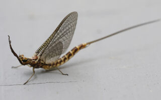 Mayflies Mayflies