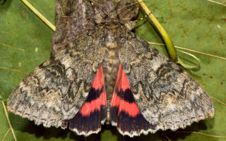 Underwings Underwings
