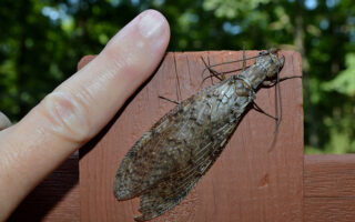 Dobsonfly