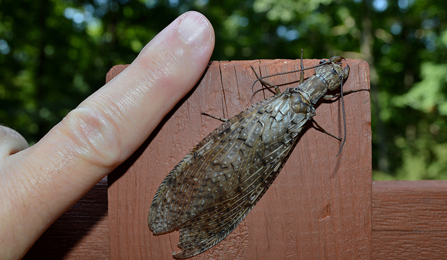 Dobsonfly