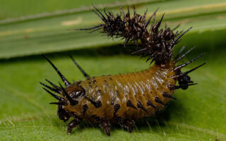 Tortoise Beetle Tortoise Beetle