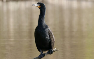 Cormorants Cormorants
